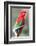 Red-And-Green Macaw (Ara Chloropterus), Buraco Das Araras, Mato Grosso Do Sul, Brazil-G&M Therin-Weise-Framed Photographic Print