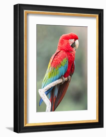 Red-And-Green Macaw (Ara Chloropterus), Buraco Das Araras, Mato Grosso Do Sul, Brazil-G&M Therin-Weise-Framed Photographic Print