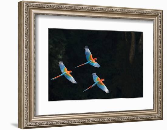 Red-And-Green Macaw (Ara Chloropterus) Group of Three in Flight, Pantanal, Brazil. August-Wim van den Heever-Framed Photographic Print