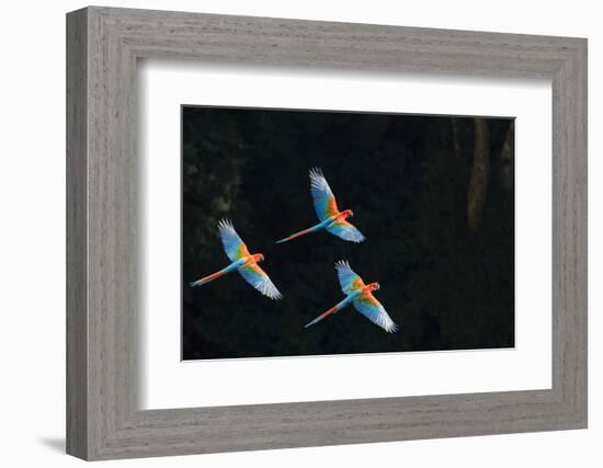 Red-And-Green Macaw (Ara Chloropterus) Group of Three in Flight, Pantanal, Brazil. August-Wim van den Heever-Framed Photographic Print