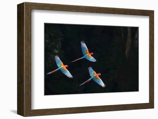 Red-And-Green Macaw (Ara Chloropterus) Group of Three in Flight, Pantanal, Brazil. August-Wim van den Heever-Framed Photographic Print