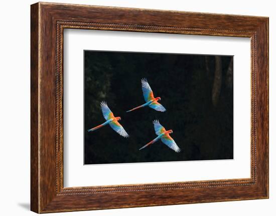 Red-And-Green Macaw (Ara Chloropterus) Group of Three in Flight, Pantanal, Brazil. August-Wim van den Heever-Framed Photographic Print