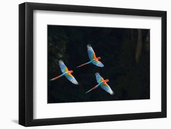 Red-And-Green Macaw (Ara Chloropterus) Group of Three in Flight, Pantanal, Brazil. August-Wim van den Heever-Framed Photographic Print