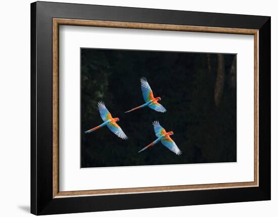 Red-And-Green Macaw (Ara Chloropterus) Group of Three in Flight, Pantanal, Brazil. August-Wim van den Heever-Framed Photographic Print