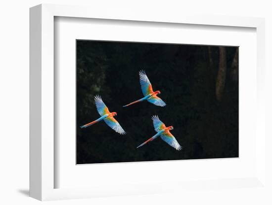 Red-And-Green Macaw (Ara Chloropterus) Group of Three in Flight, Pantanal, Brazil. August-Wim van den Heever-Framed Photographic Print