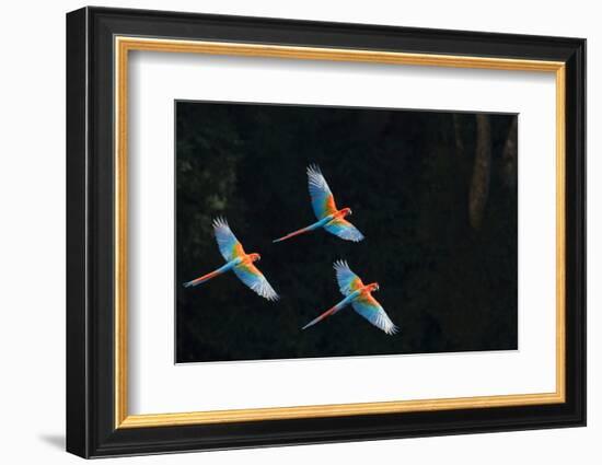 Red-And-Green Macaw (Ara Chloropterus) Group of Three in Flight, Pantanal, Brazil. August-Wim van den Heever-Framed Photographic Print