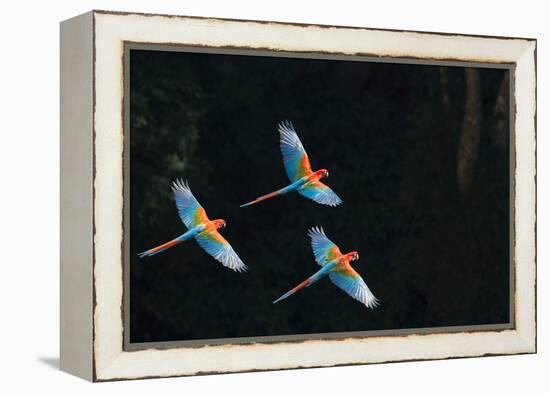 Red-And-Green Macaw (Ara Chloropterus) Group of Three in Flight, Pantanal, Brazil. August-Wim van den Heever-Framed Premier Image Canvas