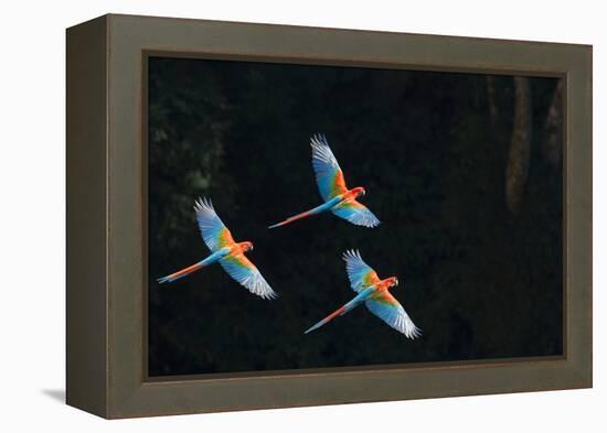 Red-And-Green Macaw (Ara Chloropterus) Group of Three in Flight, Pantanal, Brazil. August-Wim van den Heever-Framed Premier Image Canvas