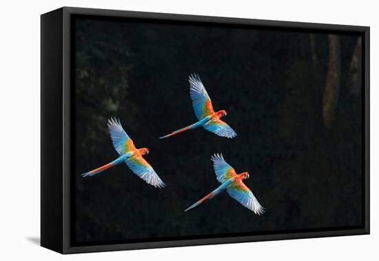 Red-And-Green Macaw (Ara Chloropterus) Group of Three in Flight, Pantanal, Brazil. August-Wim van den Heever-Framed Premier Image Canvas