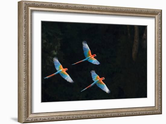 Red-And-Green Macaw (Ara Chloropterus) Group of Three in Flight, Pantanal, Brazil. August-Wim van den Heever-Framed Photographic Print