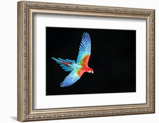 Red-And-Green Macaw (Ara Chloropterus) in Flight, Pantanal, Brazil. August-Wim van den Heever-Framed Photographic Print