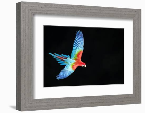 Red-And-Green Macaw (Ara Chloropterus) in Flight, Pantanal, Brazil. August-Wim van den Heever-Framed Photographic Print