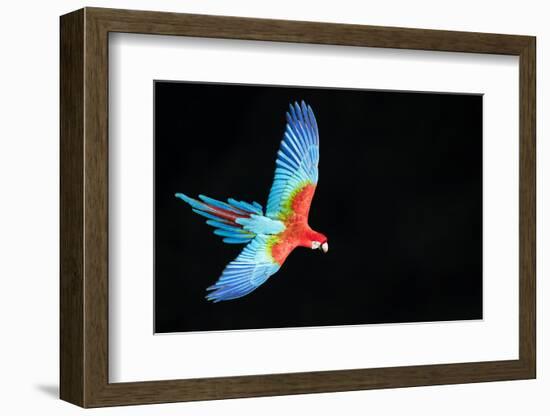 Red-And-Green Macaw (Ara Chloropterus) in Flight, Pantanal, Brazil. August-Wim van den Heever-Framed Photographic Print