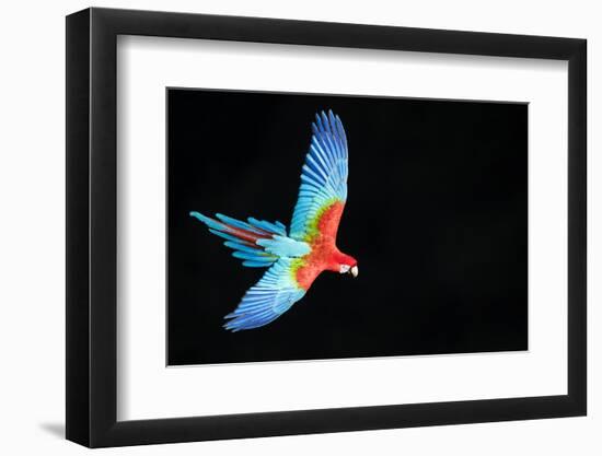 Red-And-Green Macaw (Ara Chloropterus) in Flight, Pantanal, Brazil. August-Wim van den Heever-Framed Photographic Print