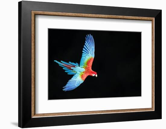 Red-And-Green Macaw (Ara Chloropterus) in Flight, Pantanal, Brazil. August-Wim van den Heever-Framed Photographic Print