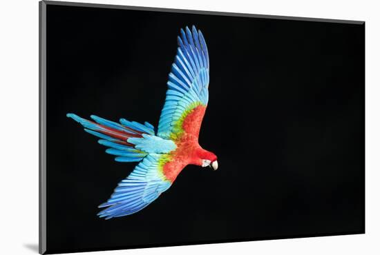 Red-And-Green Macaw (Ara Chloropterus) in Flight, Pantanal, Brazil. August-Wim van den Heever-Mounted Photographic Print