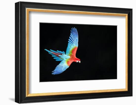 Red-And-Green Macaw (Ara Chloropterus) in Flight, Pantanal, Brazil. August-Wim van den Heever-Framed Photographic Print