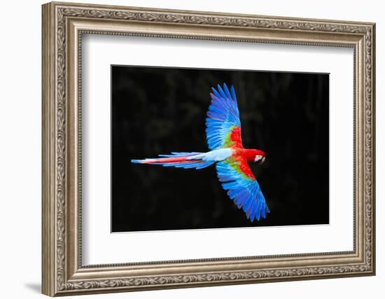 Red and green macaw (Ara chloropterus) in flight , Pantanal, Brazil-Panoramic Images-Framed Photographic Print