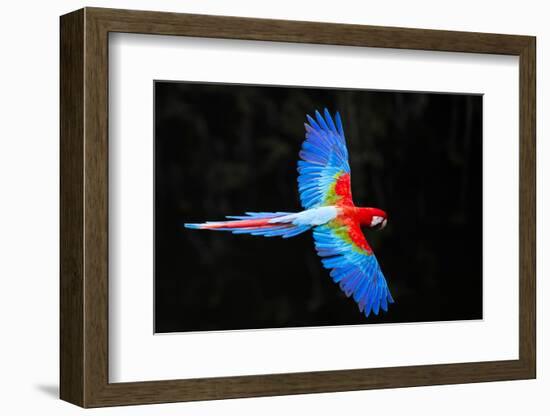 Red and green macaw (Ara chloropterus) in flight , Pantanal, Brazil-Panoramic Images-Framed Photographic Print