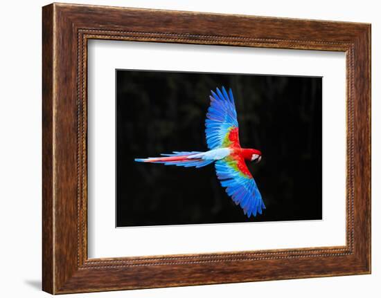 Red and green macaw (Ara chloropterus) in flight , Pantanal, Brazil-Panoramic Images-Framed Photographic Print