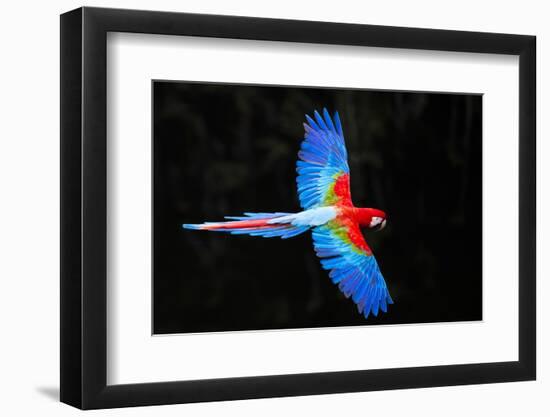 Red and green macaw (Ara chloropterus) in flight , Pantanal, Brazil-Panoramic Images-Framed Photographic Print