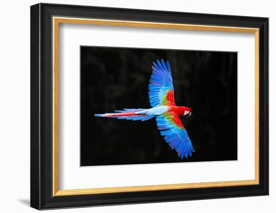 Red and green macaw (Ara chloropterus) in flight , Pantanal, Brazil-Panoramic Images-Framed Photographic Print