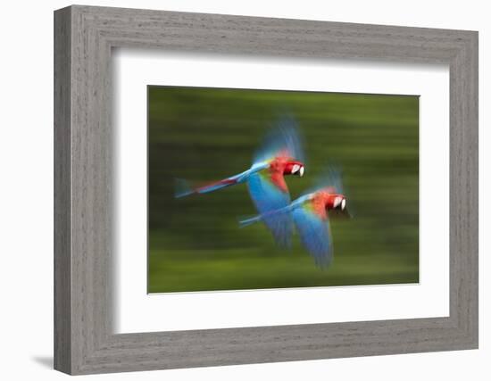 Red And Green Macaws (Ara Chloropterus) In Flight, Motion Blurred Photograph, Buraxo Das Aras-Bence Mate-Framed Photographic Print