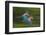 Red And Green Macaws (Ara Chloropterus) In Flight, Motion Blurred Photograph, Buraxo Das Aras-Bence Mate-Framed Photographic Print