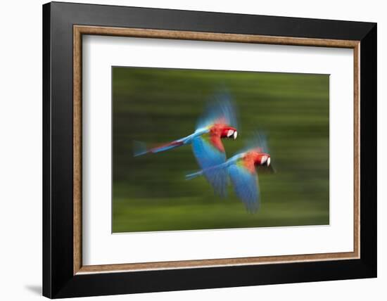 Red And Green Macaws (Ara Chloropterus) In Flight, Motion Blurred Photograph, Buraxo Das Aras-Bence Mate-Framed Photographic Print