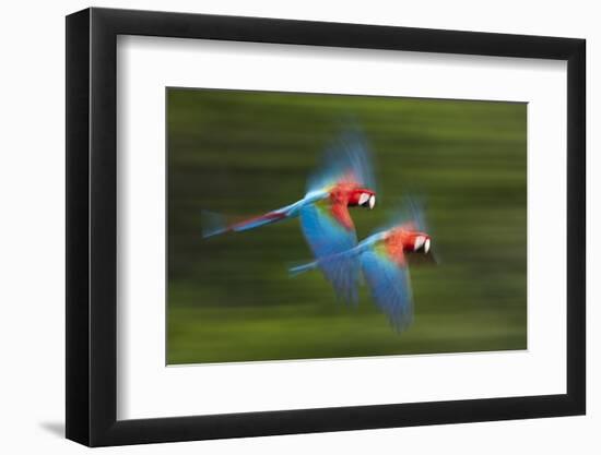 Red And Green Macaws (Ara Chloropterus) In Flight, Motion Blurred Photograph, Buraxo Das Aras-Bence Mate-Framed Photographic Print