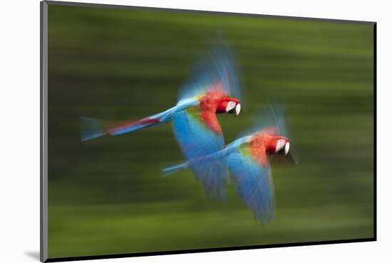 Red And Green Macaws (Ara Chloropterus) In Flight, Motion Blurred Photograph, Buraxo Das Aras-Bence Mate-Mounted Photographic Print