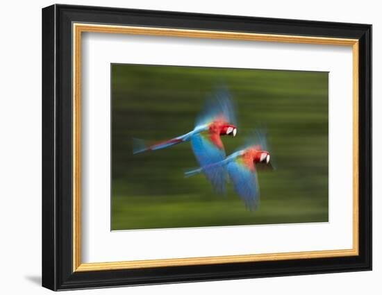 Red And Green Macaws (Ara Chloropterus) In Flight, Motion Blurred Photograph, Buraxo Das Aras-Bence Mate-Framed Photographic Print