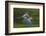 Red And Green Macaws (Ara Chloropterus) In Flight, Motion Blurred Photograph, Buraxo Das Aras-Bence Mate-Framed Photographic Print