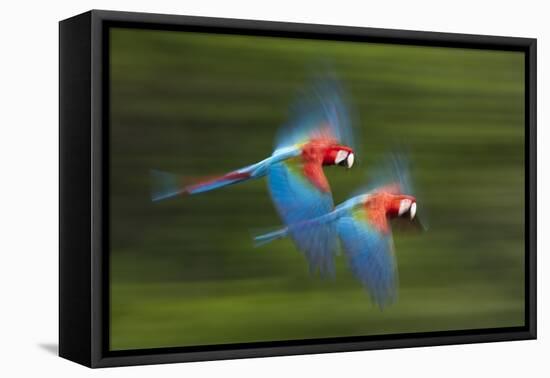 Red And Green Macaws (Ara Chloropterus) In Flight, Motion Blurred Photograph, Buraxo Das Aras-Bence Mate-Framed Premier Image Canvas