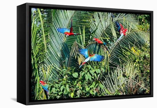 Red-and-green Macaws (Ara chloropterus) on palm tree branches, Manu National Park-G&M Therin-Weise-Framed Premier Image Canvas