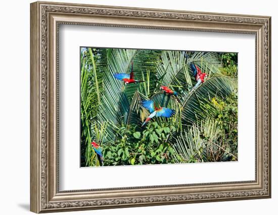 Red-and-green Macaws (Ara chloropterus) on palm tree branches, Manu National Park-G&M Therin-Weise-Framed Photographic Print