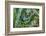 Red-and-green Macaws (Ara chloropterus) on palm tree branches, Manu National Park-G&M Therin-Weise-Framed Photographic Print