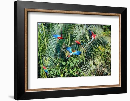 Red-and-green Macaws (Ara chloropterus) on palm tree branches, Manu National Park-G&M Therin-Weise-Framed Photographic Print