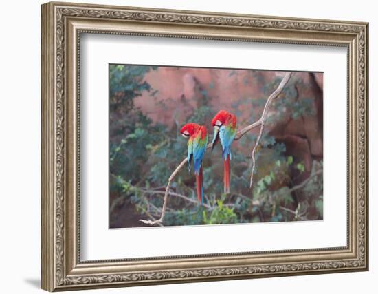 Red-And-Green Macaws (Ara Chloropterus) Perched on a Branch in Buraco Das Araras, Brazil-G&M Therin-Weise-Framed Photographic Print