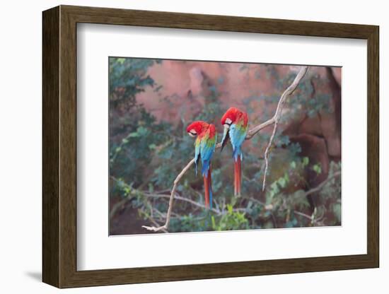 Red-And-Green Macaws (Ara Chloropterus) Perched on a Branch in Buraco Das Araras, Brazil-G&M Therin-Weise-Framed Photographic Print