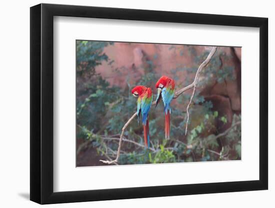 Red-And-Green Macaws (Ara Chloropterus) Perched on a Branch in Buraco Das Araras, Brazil-G&M Therin-Weise-Framed Photographic Print