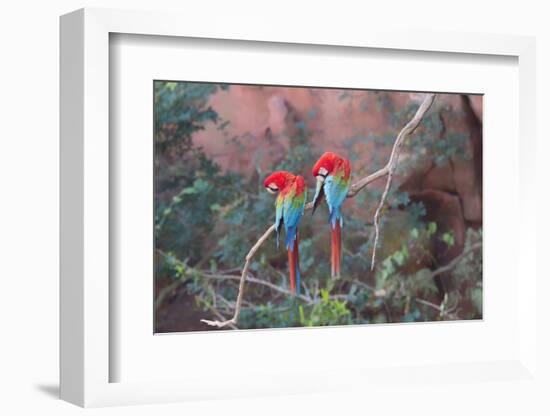 Red-And-Green Macaws (Ara Chloropterus) Perched on a Branch in Buraco Das Araras, Brazil-G&M Therin-Weise-Framed Photographic Print