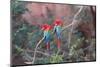 Red-And-Green Macaws (Ara Chloropterus) Perched on a Branch in Buraco Das Araras, Brazil-G&M Therin-Weise-Mounted Photographic Print