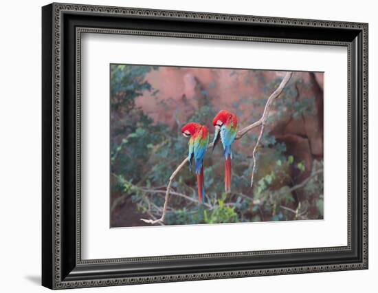 Red-And-Green Macaws (Ara Chloropterus) Perched on a Branch in Buraco Das Araras, Brazil-G&M Therin-Weise-Framed Photographic Print