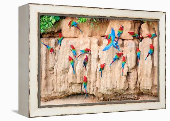 Red-And-Green Macaws at Clay-Lick-Howard Ruby-Framed Premier Image Canvas