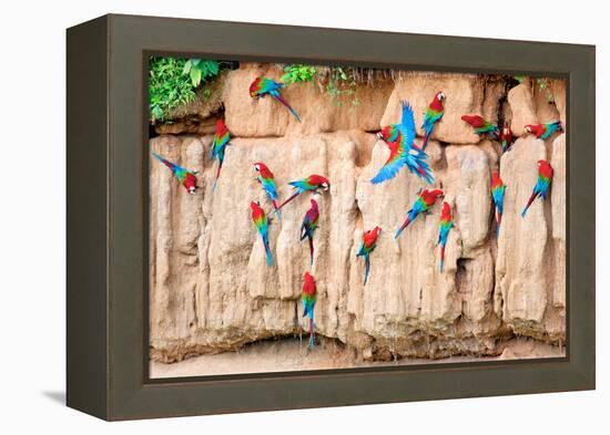 Red-And-Green Macaws at Clay-Lick-Howard Ruby-Framed Premier Image Canvas