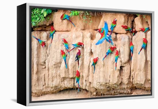 Red-And-Green Macaws at Clay-Lick-Howard Ruby-Framed Premier Image Canvas