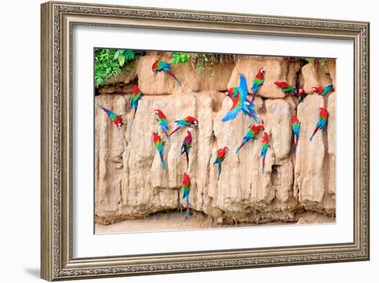 Red-And-Green Macaws at Clay-Lick-Howard Ruby-Framed Photographic Print