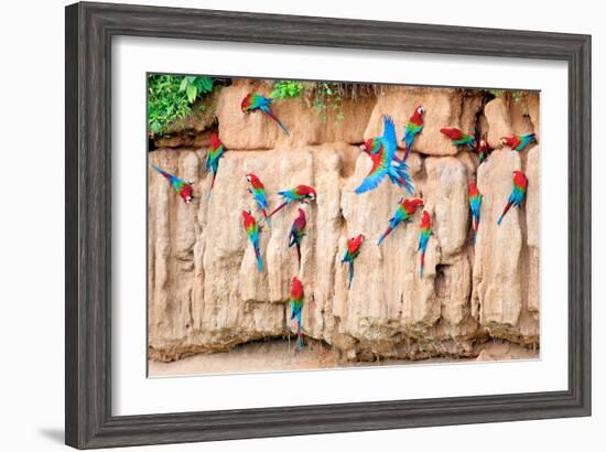 Red-And-Green Macaws at Clay-Lick-Howard Ruby-Framed Photographic Print