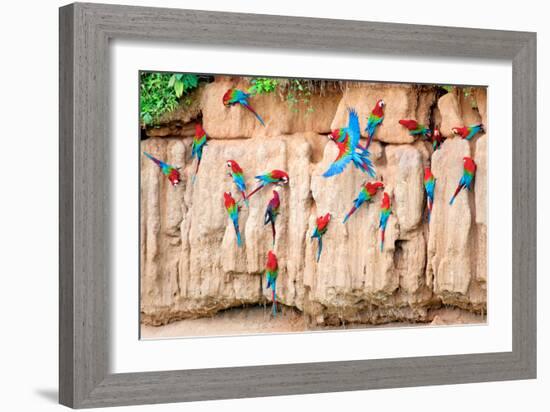 Red-And-Green Macaws at Clay-Lick-Howard Ruby-Framed Photographic Print